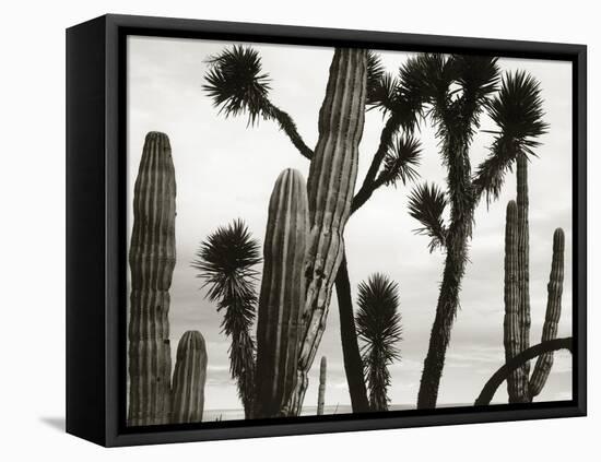 Untitled (Cactus and Joshua Trees, Mexico), c. 1967-1969 (b/w photo)-Brett Weston-Framed Premier Image Canvas