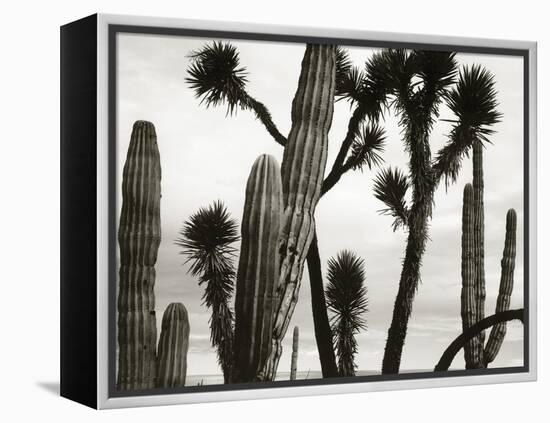 Untitled (Cactus and Joshua Trees, Mexico), c. 1967-1969 (b/w photo)-Brett Weston-Framed Premier Image Canvas