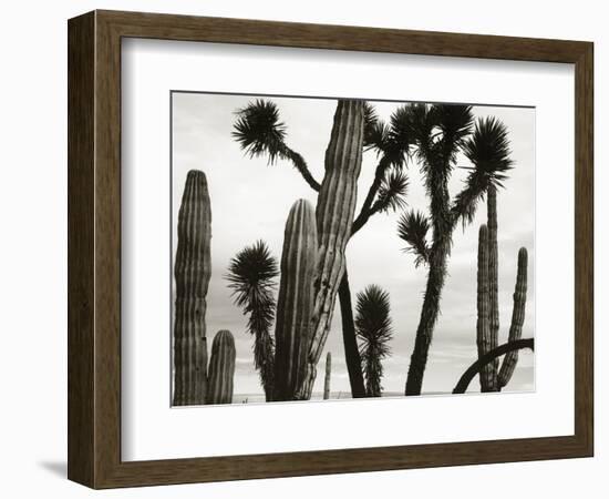 Untitled (Cactus and Joshua Trees, Mexico), c. 1967-1969 (b/w photo)-Brett Weston-Framed Photographic Print