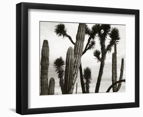 Untitled (Cactus and Joshua Trees, Mexico), c. 1967-1969 (b/w photo)-Brett Weston-Framed Photographic Print