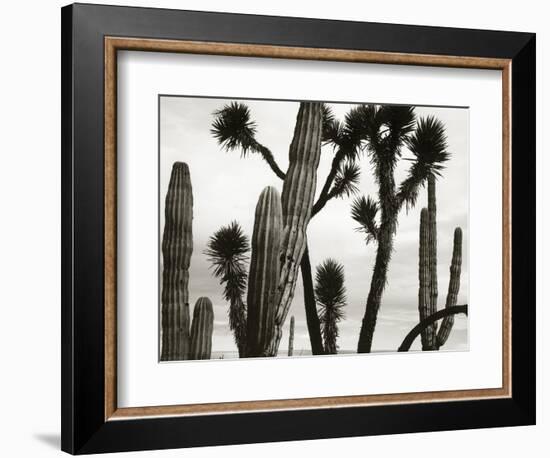 Untitled (Cactus and Joshua Trees, Mexico), c. 1967-1969 (b/w photo)-Brett Weston-Framed Photographic Print