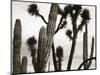 Untitled (Cactus and Joshua Trees, Mexico), c. 1967-1969 (b/w photo)-Brett Weston-Mounted Photographic Print