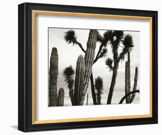 Untitled (Cactus and Joshua Trees, Mexico), c. 1967-1969 (b/w photo)-Brett Weston-Framed Photographic Print