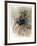 Untitled (Dancer)-Chaim Gross-Framed Limited Edition