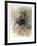 Untitled (Dancer)-Chaim Gross-Framed Limited Edition