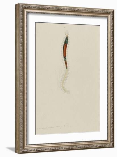 Untitled: Marine Bristle Worm-Philip Henry Gosse-Framed Giclee Print