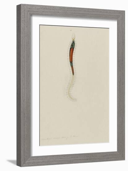 Untitled: Marine Bristle Worm-Philip Henry Gosse-Framed Giclee Print