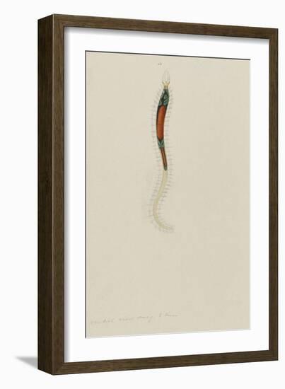 Untitled: Marine Bristle Worm-Philip Henry Gosse-Framed Giclee Print