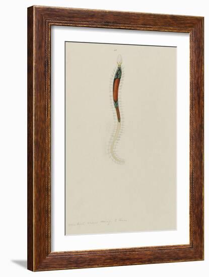 Untitled: Marine Bristle Worm-Philip Henry Gosse-Framed Giclee Print