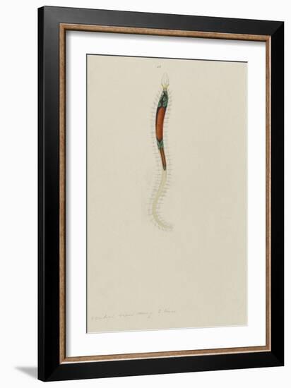 Untitled: Marine Bristle Worm-Philip Henry Gosse-Framed Giclee Print