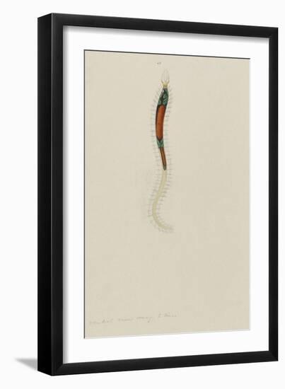 Untitled: Marine Bristle Worm-Philip Henry Gosse-Framed Giclee Print