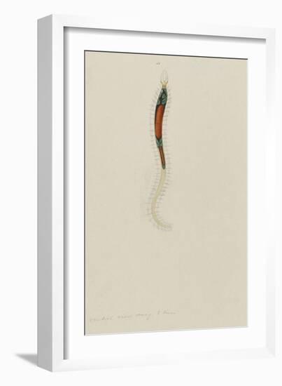 Untitled: Marine Bristle Worm-Philip Henry Gosse-Framed Giclee Print