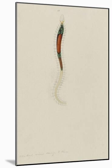 Untitled: Marine Bristle Worm-Philip Henry Gosse-Mounted Giclee Print