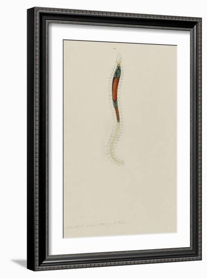 Untitled: Marine Bristle Worm-Philip Henry Gosse-Framed Giclee Print