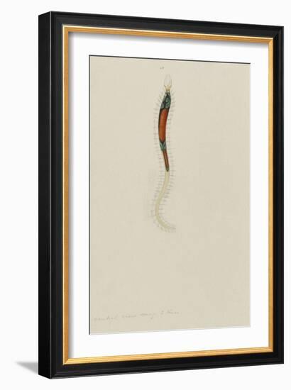 Untitled: Marine Bristle Worm-Philip Henry Gosse-Framed Giclee Print