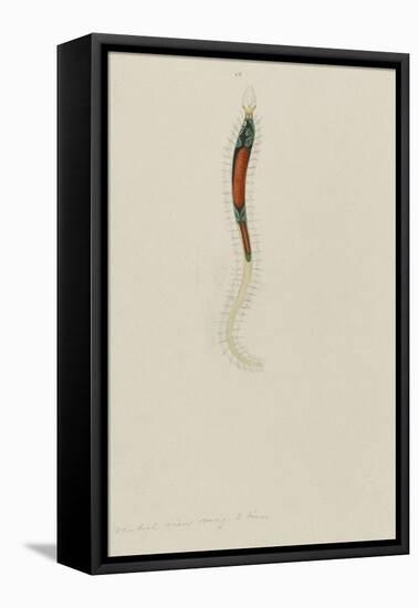 Untitled: Marine Bristle Worm-Philip Henry Gosse-Framed Premier Image Canvas