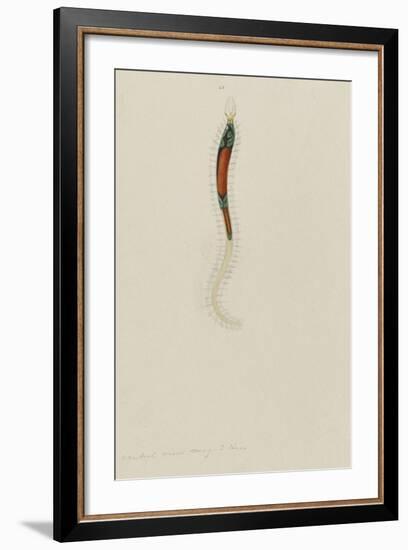 Untitled: Marine Bristle Worm-Philip Henry Gosse-Framed Giclee Print