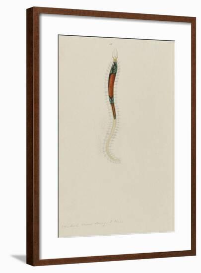 Untitled: Marine Bristle Worm-Philip Henry Gosse-Framed Giclee Print