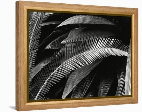 Untitled (Plants, Palms, Bronx Botanical Garden, New York), 1944 (gelatin silver print)-Brett Weston-Framed Premier Image Canvas