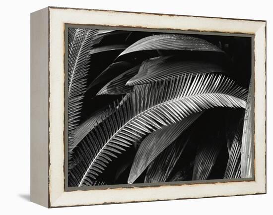 Untitled (Plants, Palms, Bronx Botanical Garden, New York), 1944 (gelatin silver print)-Brett Weston-Framed Premier Image Canvas