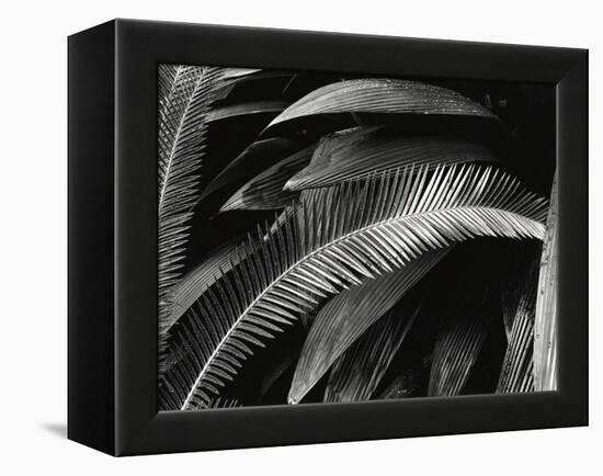 Untitled (Plants, Palms, Bronx Botanical Garden, New York), 1944 (gelatin silver print)-Brett Weston-Framed Premier Image Canvas