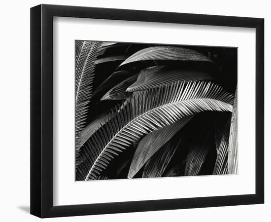 Untitled (Plants, Palms, Bronx Botanical Garden, New York), 1944 (gelatin silver print)-Brett Weston-Framed Photographic Print