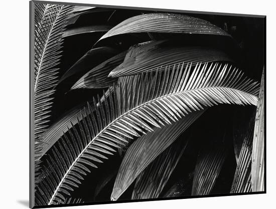 Untitled (Plants, Palms, Bronx Botanical Garden, New York), 1944 (gelatin silver print)-Brett Weston-Mounted Photographic Print