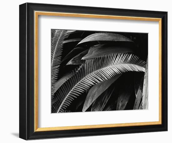 Untitled (Plants, Palms, Bronx Botanical Garden, New York), 1944 (gelatin silver print)-Brett Weston-Framed Photographic Print