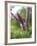 Untitled Purple-John Gynell-Framed Giclee Print