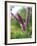 Untitled Purple-John Gynell-Framed Giclee Print