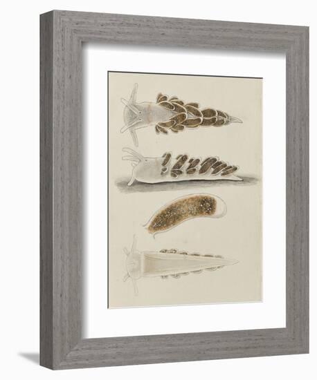 Untitled: Seaslug-Philip Henry Gosse-Framed Giclee Print