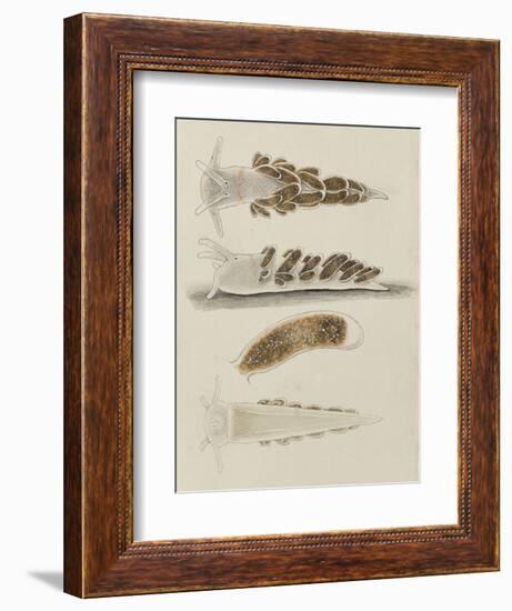 Untitled: Seaslug-Philip Henry Gosse-Framed Giclee Print