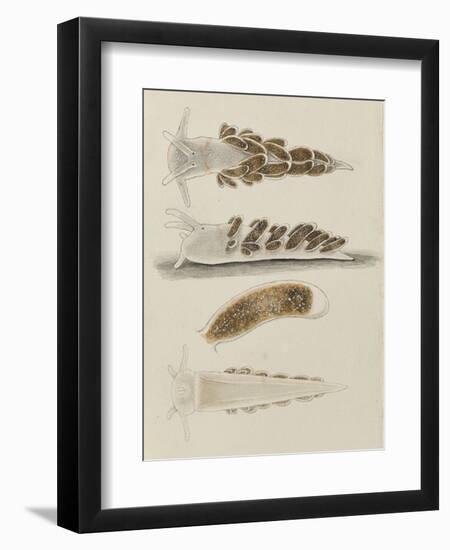 Untitled: Seaslug-Philip Henry Gosse-Framed Giclee Print