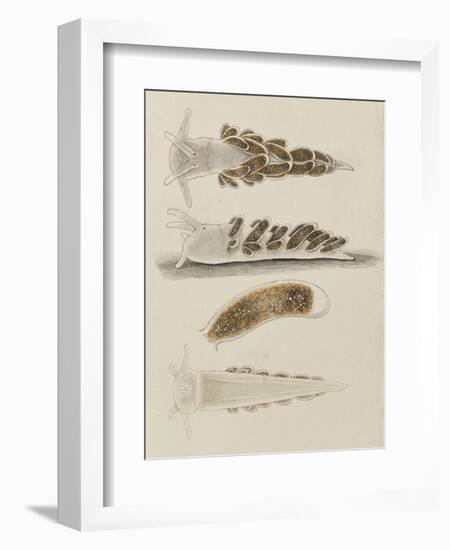 Untitled: Seaslug-Philip Henry Gosse-Framed Giclee Print