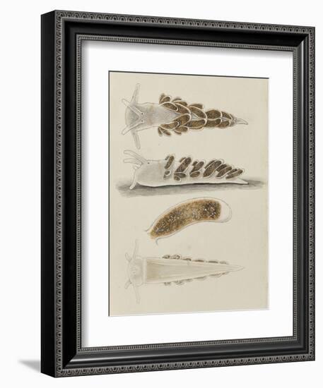 Untitled: Seaslug-Philip Henry Gosse-Framed Giclee Print