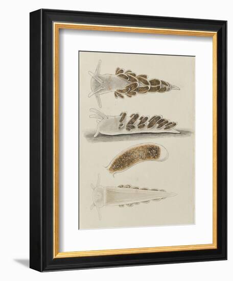 Untitled: Seaslug-Philip Henry Gosse-Framed Giclee Print