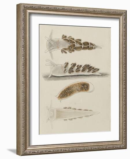 Untitled: Seaslug-Philip Henry Gosse-Framed Giclee Print