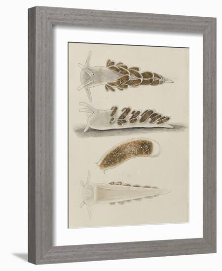 Untitled: Seaslug-Philip Henry Gosse-Framed Giclee Print