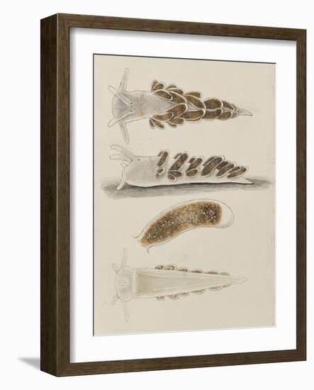 Untitled: Seaslug-Philip Henry Gosse-Framed Giclee Print