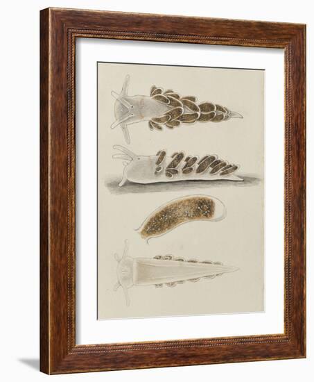 Untitled: Seaslug-Philip Henry Gosse-Framed Giclee Print