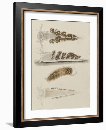 Untitled: Seaslug-Philip Henry Gosse-Framed Giclee Print