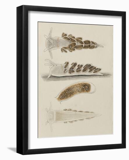 Untitled: Seaslug-Philip Henry Gosse-Framed Giclee Print