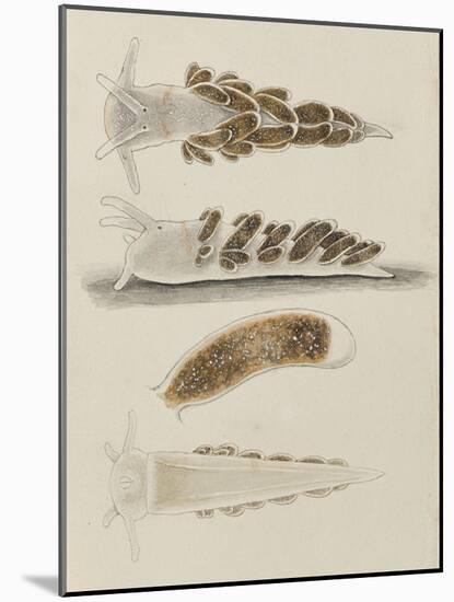 Untitled: Seaslug-Philip Henry Gosse-Mounted Giclee Print