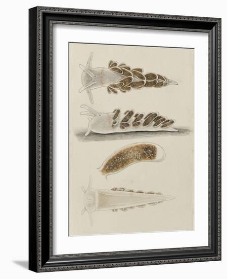 Untitled: Seaslug-Philip Henry Gosse-Framed Giclee Print