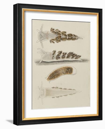 Untitled: Seaslug-Philip Henry Gosse-Framed Giclee Print