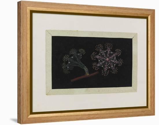 Untitled: Stalked Jellyfish-Philip Henry Gosse-Framed Premier Image Canvas