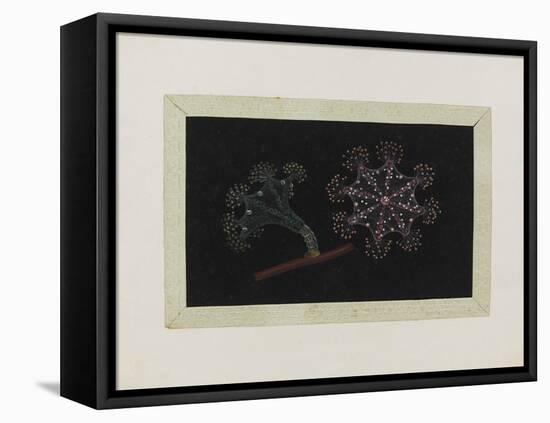 Untitled: Stalked Jellyfish-Philip Henry Gosse-Framed Premier Image Canvas