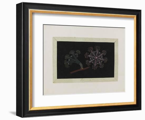 Untitled: Stalked Jellyfish-Philip Henry Gosse-Framed Giclee Print