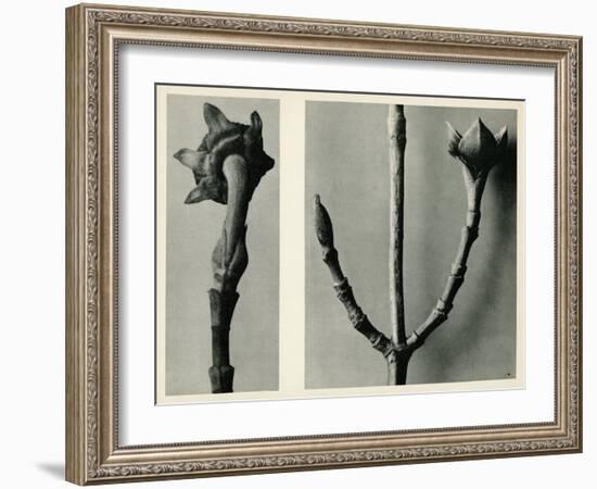 Untitled Study. 1929 (Photogravure)-Karl Blossfeldt-Framed Giclee Print