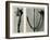 Untitled Study. 1929 (Photogravure)-Karl Blossfeldt-Framed Giclee Print